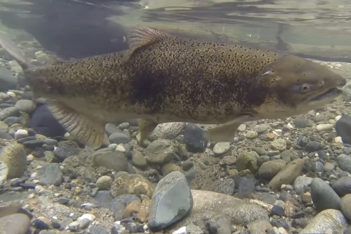 Peixe salmão Chinook – Reprodução/ABC10 