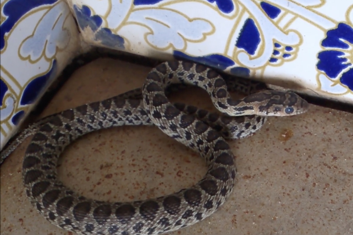 Embora seja uma serpente não peçonhenta e inofensiva para os seres humanos, a cobra-ferradura pode demonstrar comportamento defensivo quando ameaçada, achatando o corpo, emitindo silvos e tentando aparentar ter um tamanho maior. Em seu habitat natural, ela exerce papel importante no controle de populações de pequenos vertebrados.