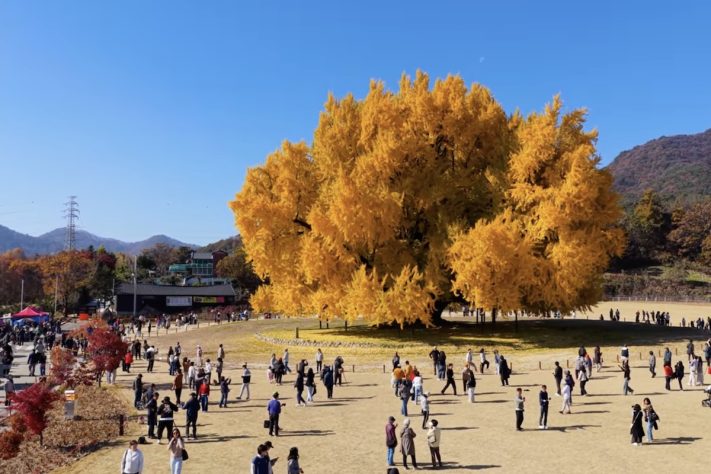 Considerada por muitos como a mais bonita do mundo, a árvore ginkgo, da vila de Bangye-ri, na Coreia do Sul, atrai visitantes de todo o planeta – Reprodução/YouTube