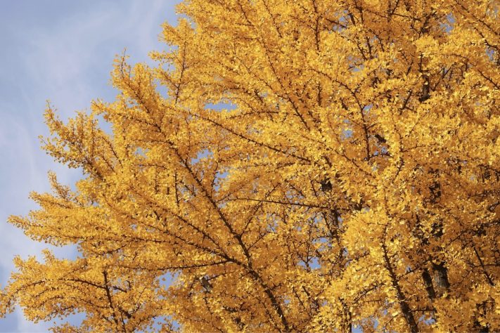 Considerada por muitos como a mais bonita do mundo, a árvore ginkgo – HeungSoon/Pixabay