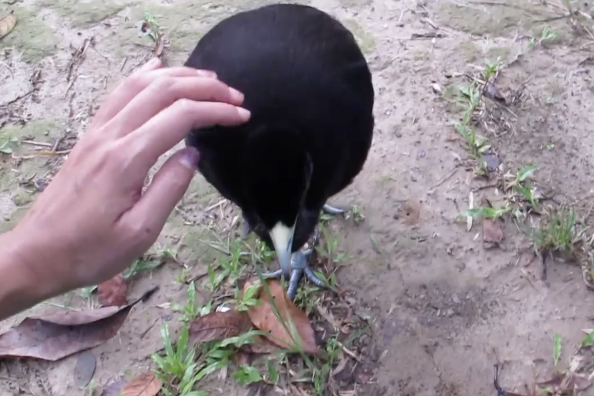Diante da aproximação de desconhecidos, animais peçonhentos ou predadores, a ave reage com sons intensos que funcionam como um aviso imediato para todos ao redor. Entre suas características mais marcantes está a capacidade de emitir tanto chamados agudos de alerta quanto um som grave e vibrante semelhante ao toque de um trompete. Essa vocalização profunda serve para demarcar território e intimidar possíveis invasores, reforçando sua reputação como vigilante natural.