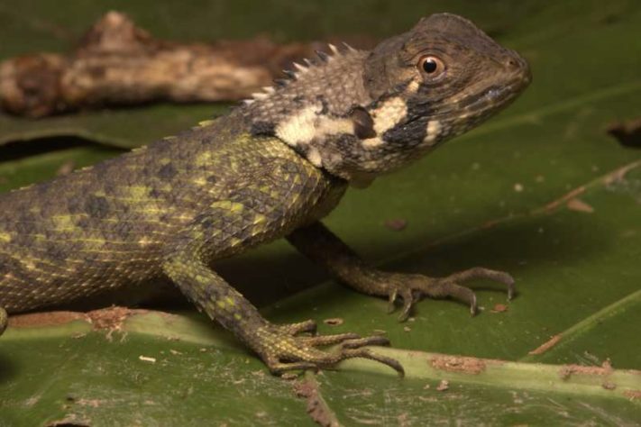 Tamanquaré amazônico (Plica plica) - Wikimedia Commons/Alessandro Catenazzi
