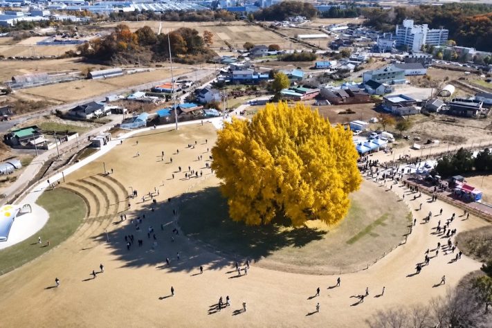 Considerada por muitos como a mais bonita do mundo, a árvore ginkgo, da vila de Bangye-ri, na Coreia do Sul, atrai visitantes de todo o planeta – Reprodução/YouTube