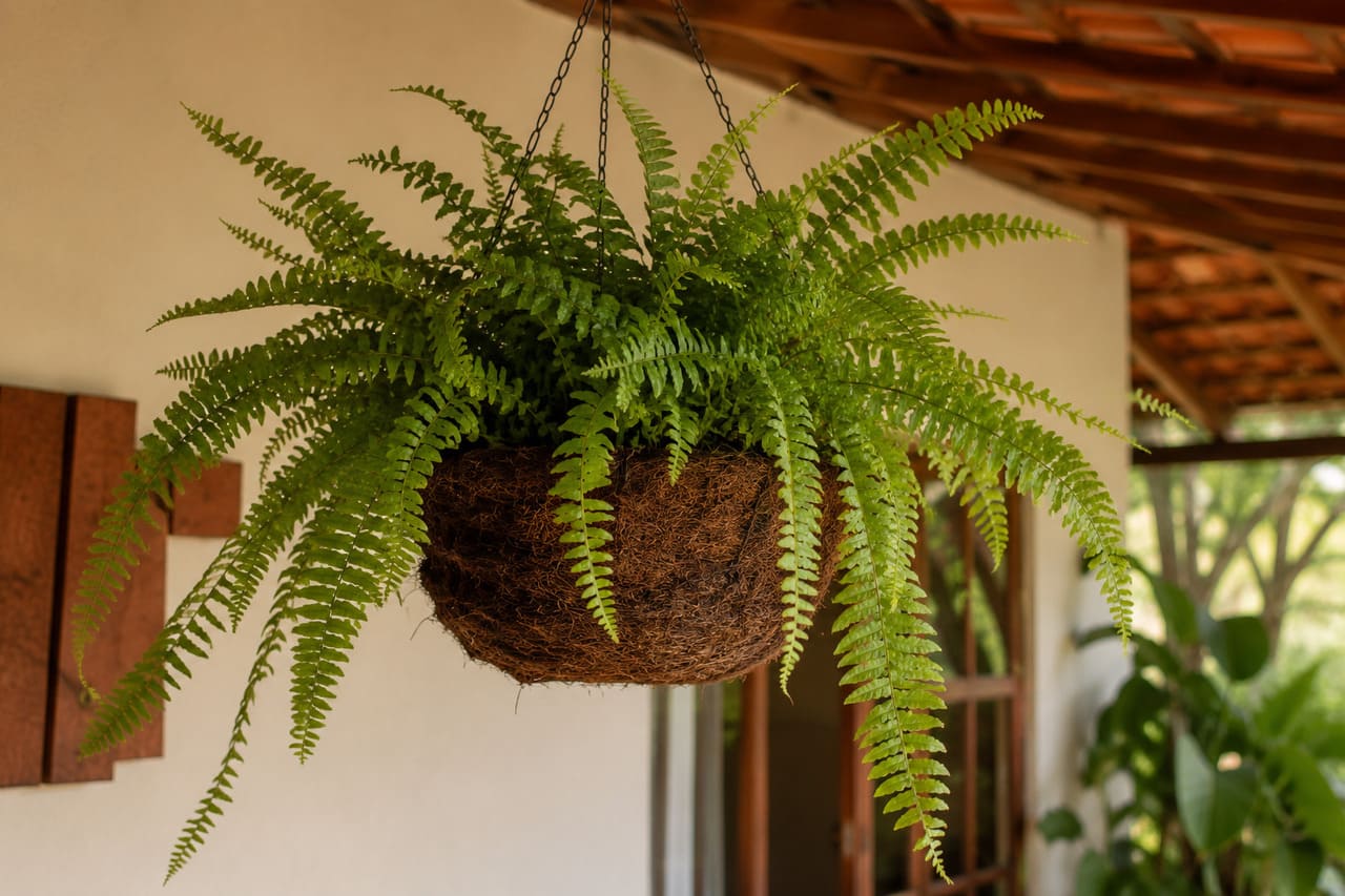 O xaxim é um tipo de vaso popular no Brasil por reunir características que favorecem o cultivo de plantas ornamentais. Tradicionalmente, ele era produzido a partir do caule do samambaiaçu (Dicksonia sellowiana), uma espécie nativa da Mata Atlântica. A extração excessiva levou a planta à condição de espécie ameaçada, fazendo com que sua exploração e comercialização fossem restringidas por lei. -  (crédito: imagem gerada por i.a )