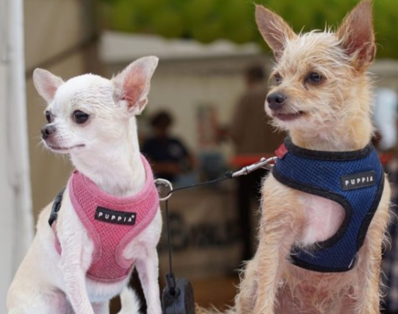 Mesmo sendo um cão exclusivamente de companhia, o chihuahua aprende rápido. Comandos básicos, o local correto para fazer as necessidades e a rotina da casa costumam ser assimilados com facilidade. Ainda assim, muitos tutores acabam deixando de investir em adestramento por acharem desnecessário.