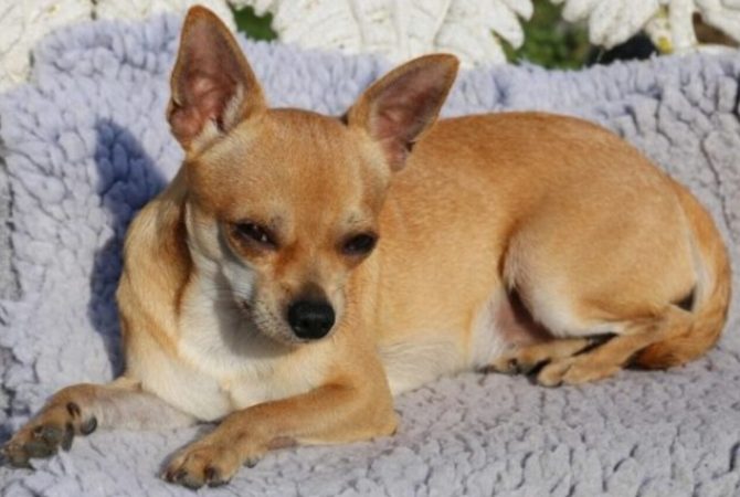 Chihuahua tem coragem, energia e muita lealdade
