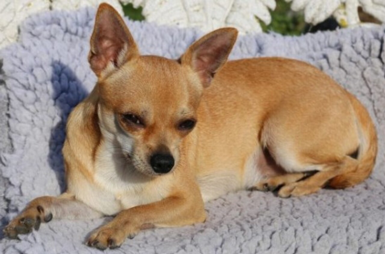 Em termos de saúde, o chihuahua é conhecido pela alta longevidade. Não é raro que viva até 20 anos, desde que receba acompanhamento veterinário adequado. No entanto, a raça pode apresentar algumas condições que exigem atenção, como problemas cardíacos, oculares, luxação de patela e, em casos mais raros, hidrocefalia. 