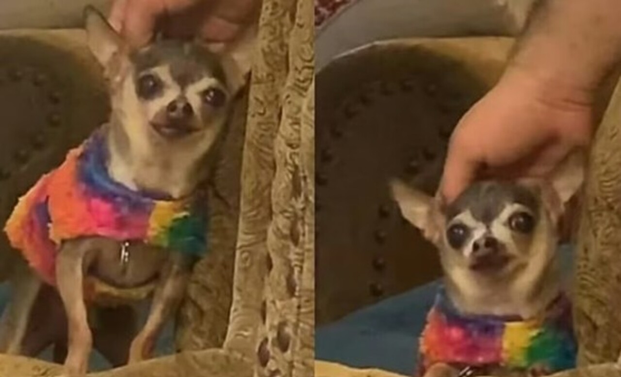 Cuidados diários também fazem diferença na qualidade de vida do chihuahua. Muitos apresentam manchas causadas por excesso de lágrimas, que podem ser amenizadas com higienizações frequentes e produtos específicos.