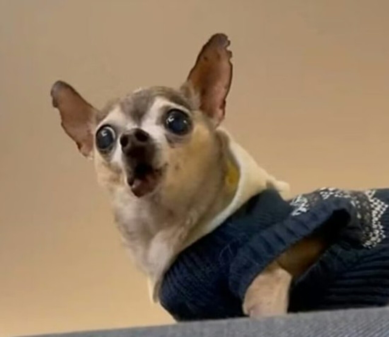 No fim das contas, o chihuahua é um cão intenso, cheio de energia, personalidade forte e extrema devoção aos seus tutores. Quem convive com um rapidamente entende que tamanho realmente não define importância, presença ou amor.