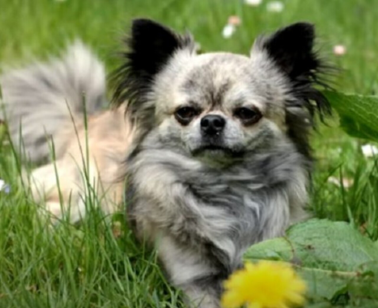 Pelo contrário: o chihuahua costuma ser destemido, curioso e cheio de atitude, muitas vezes encarando cães muito maiores sem qualquer sinal de medo.