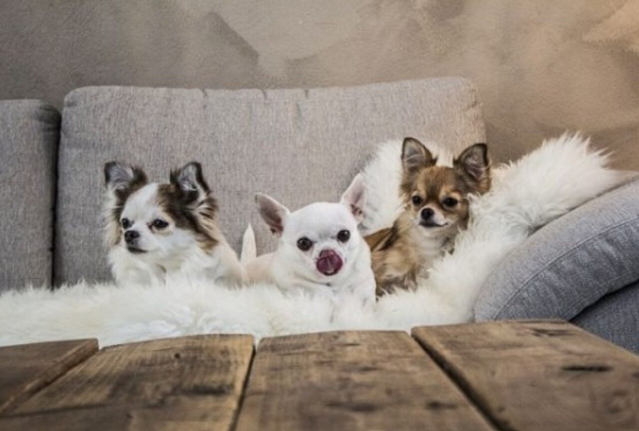 Criado originalmente no México, no século XIX, como um cão de companhia, recebeu esse nome em homenagem ao estado mexicano onde surgiram seus primeiros exemplares.