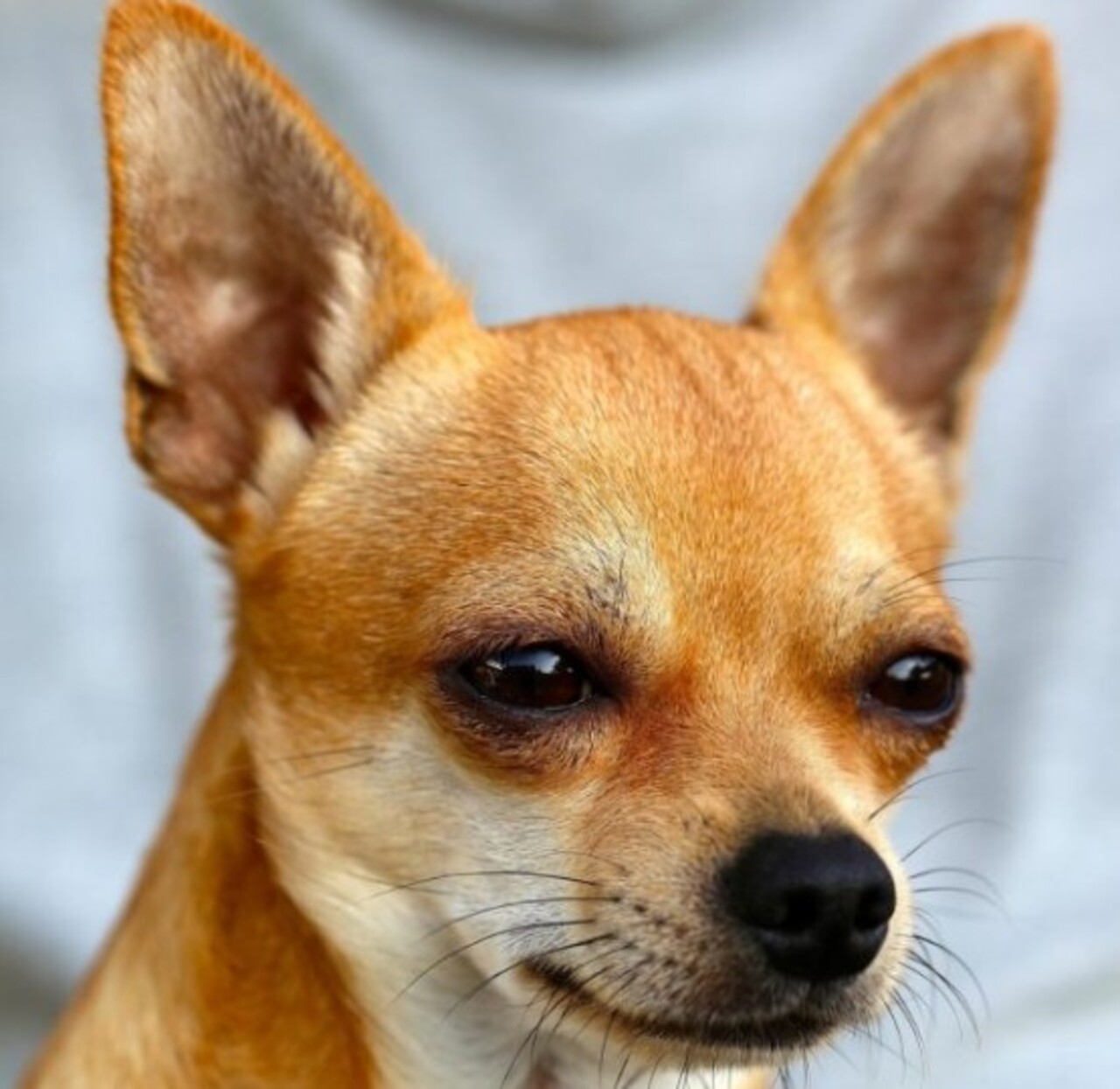 A raça possui duas variações principais de pelagem: pelo curto, mais comum, e pelo longo, que apresenta fios levemente ondulados e aparência mais volumosa. Há quem defenda que o chihuahua de pelo longo surgiu a partir de cruzamentos com raças como yorkshire e papillon, embora isso não seja consenso.