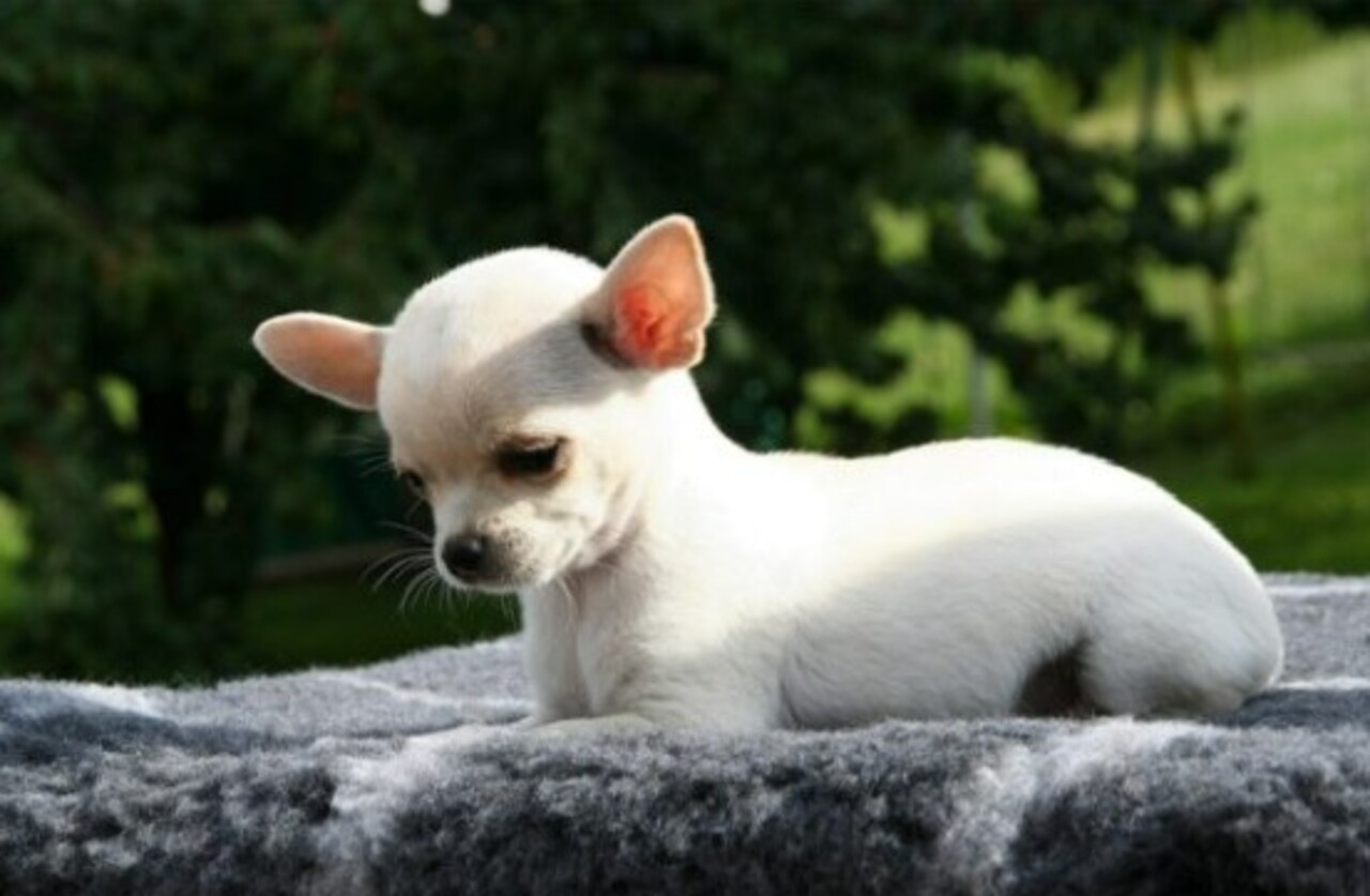 Independentemente do tipo de pelo, o charme é inegável. As cores mais frequentes são fulvo, dourado e branco com dourado, mas diversas outras combinações são aceitas oficialmente. Apesar da aparência delicada, o chihuahua costuma ser ativo, atento e bastante vigilante. 