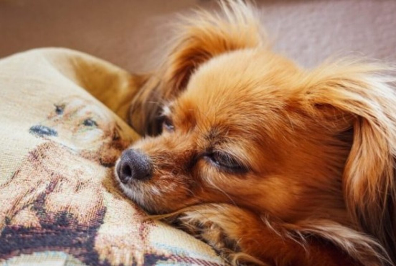 Essa postura vigilante se mistura com uma personalidade leal e apegada aos humanos, o que faz com que muitos chihuahuas sejam extremamente protetores com seus donos e desconfiados com estranhos.