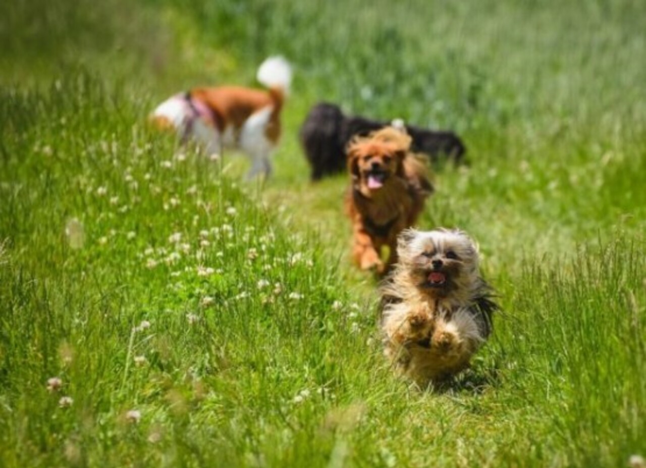 A convivência com pessoas e outros animais tende a ser positiva, desde que haja socialização desde cedo. No entanto, é preciso cuidado especial com crianças e brincadeiras mais agitadas, já que o tamanho reduzido torna o chihuahua mais vulnerável a acidentes.