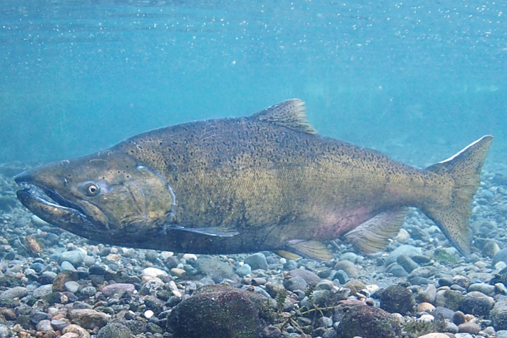 Peixe salmão Chinook - Wikimedia Commons/Roger Tabor/USFWS