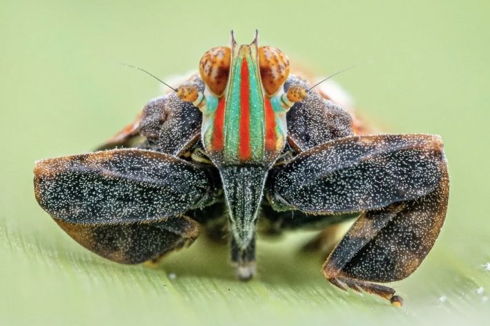 Nova espécie descoberta no Planalto de Lisima, na Angola – Divulgação/Nicky Bay/The Wilderness Project