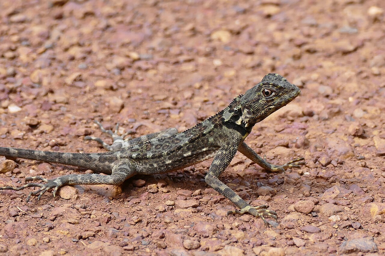 Conhecido internacionalmente como lagarto-basilisco, o tamanquaré amazônico é um dos animais mais impressionantes da floresta amazônica por exibir uma habilidade que parece desafiar as leis da física: a capacidade de correr sobre a superfície da água sem afundar. Essa característica extraordinária tem despertado a curiosidade de cientistas há muito tempo e transformou o pequeno réptil em objeto de diversos estudos voltados à biomecânica e à locomoção animal. Embora a cena pareça quase mágica, a  -  (crédito: Flickr - Bernard DUPONT )