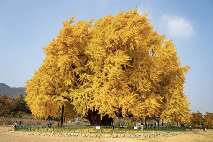 Considerada por muitos como a mais bonita do mundo, a árvore ginkgo, da vila de Bangye-ri, na Coreia do Sul, atrai visitantes de todo o planeta – Reprodução/Museu de História da Cidade de Wonju