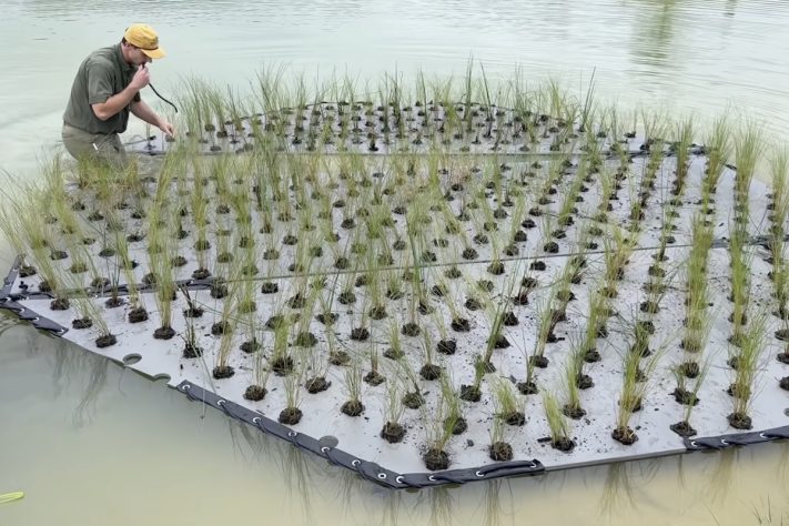 Crimson Oak Pond, Ilhas flutuantes artificiais e milhares de peixes-isca estão revitalizando um lago de 20 mil m² nos Estados Unidos – Reprodução/YouTube BamaBass