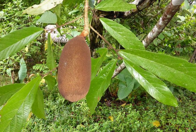 Cupuaçu: a fruta amazônica que conquista cada vez mais o Brasil