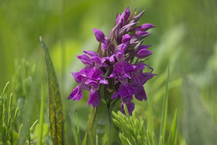 Orquídea Dactylorhiza romana – Wikimedia Commons/Juliett09