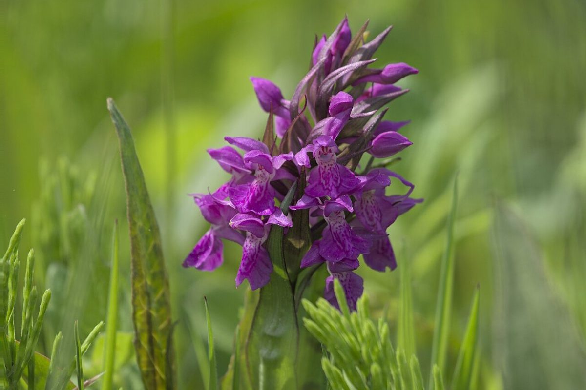 Entretanto, a produção do autêntico dondurma enfrenta desafios ambientais importantes. A coleta excessiva das orquídeas utilizadas para produzir o salep colocou diversas espécies sob ameaça, levando à criação de restrições rigorosas para proteger essas plantas.