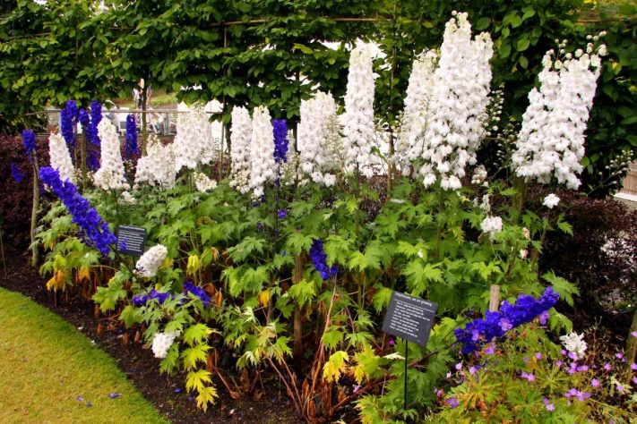 Eden Project, Projeto na Inglaterra transformou antiga mina abandonada em cúpulas hexagonais que viraram símbolo de sustentabilidade - Delphiniums at the Eden Project by Steve Daniels
