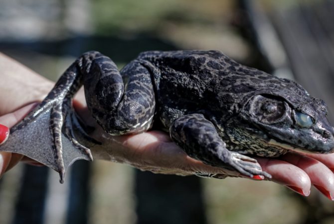 Invasora e ‘predadora voraz’: conheça a rã-touro, anfíbio gigante que preocupa autoridades ambientais brasileiras