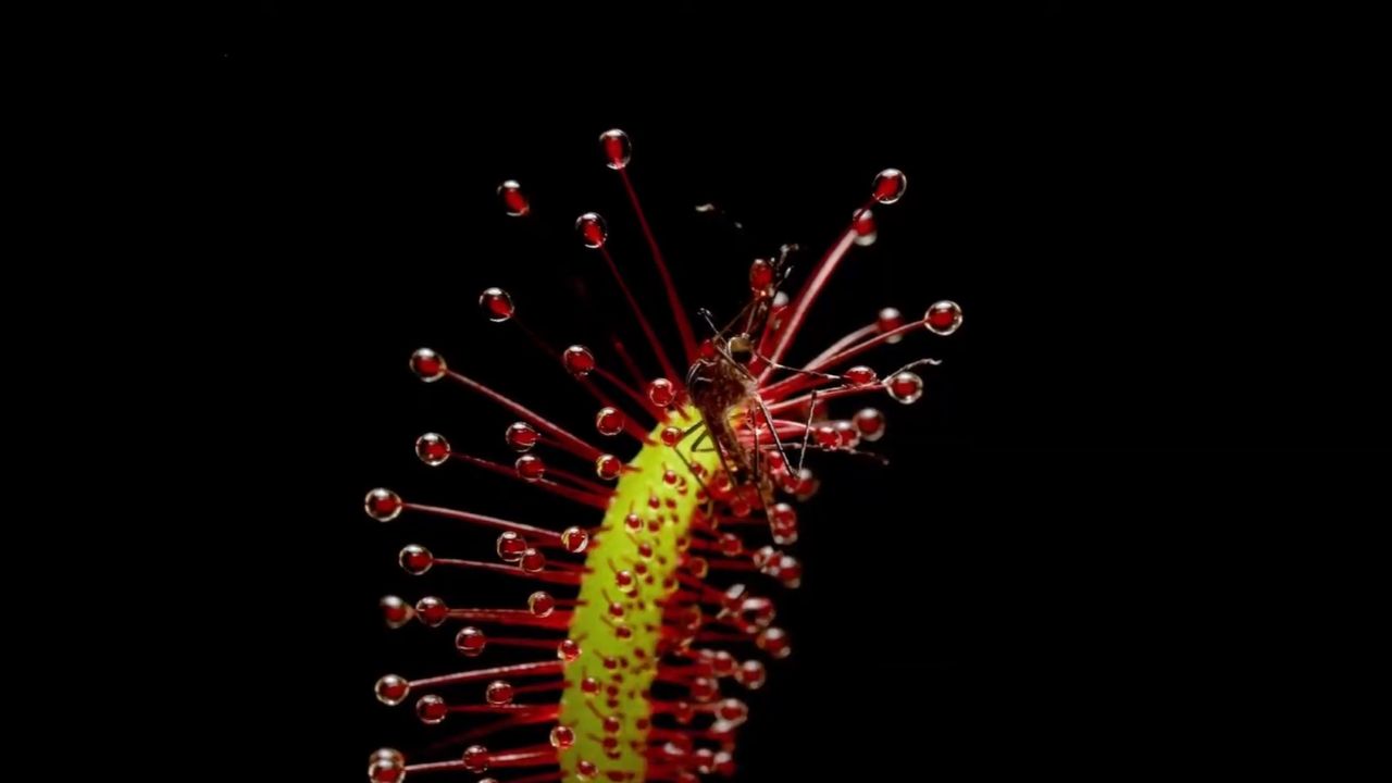 Em tempos em que se fala de sustentabilidade e de soluções ecológicas para problemas do cotidiano, a Drosera se encaixa perfeitamente no estilo de vida de quem mora em apartamentos urbanos e quer dispensar sprays e armadilhas químicas do dia a dia. Principalmente daquelas pessoas que precisam evitar esses produtos, porque possuem algum animal de estimação em casa.
