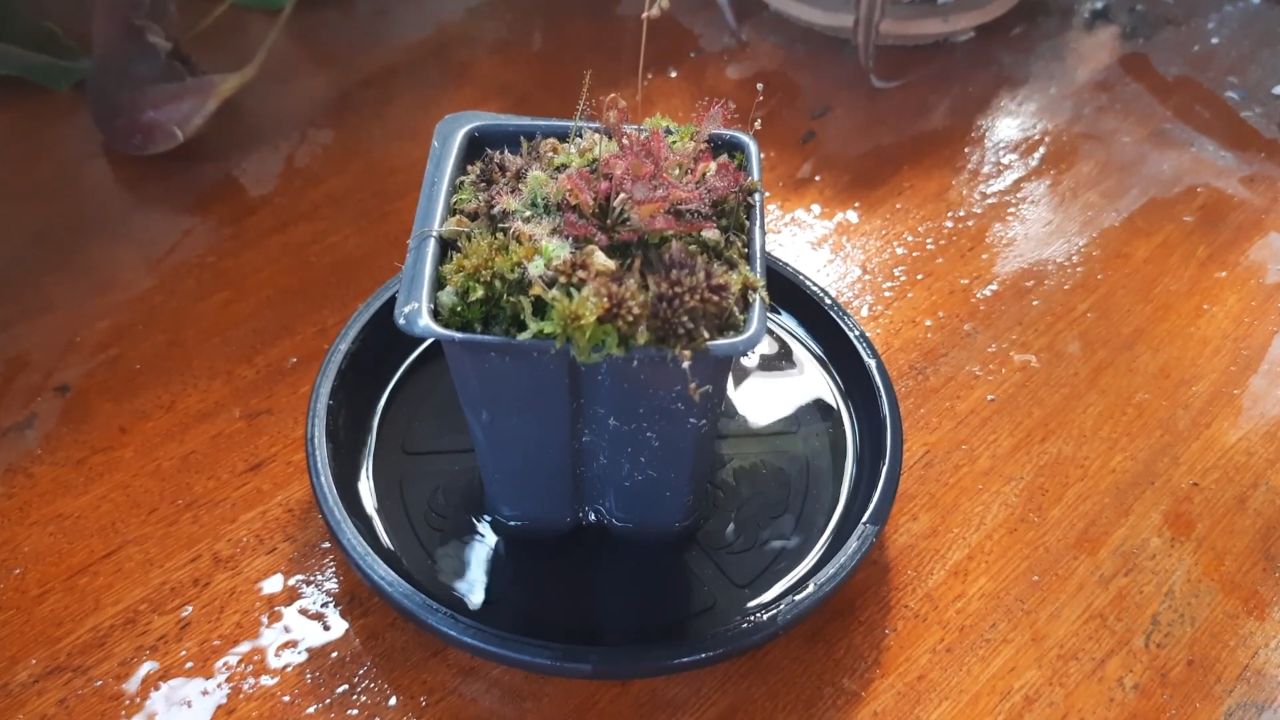 O cultivo da Drosera em ambientes internos também é simples, mas exige alguns cuidados essenciais. A planta precisa de boa incidência de luz solar direta por pelo menos algumas horas ao dia para produzir as gotículas com eficiência. A rega deve ser feita com água destilada ou fervida, sem cloro, mantida no pratinho inferior para garantir umidade constante às raízes. Adubos e fertilizantes químicos devem ser completamente evitados, pois podem danificar o sistema radicular sensível da planta.

