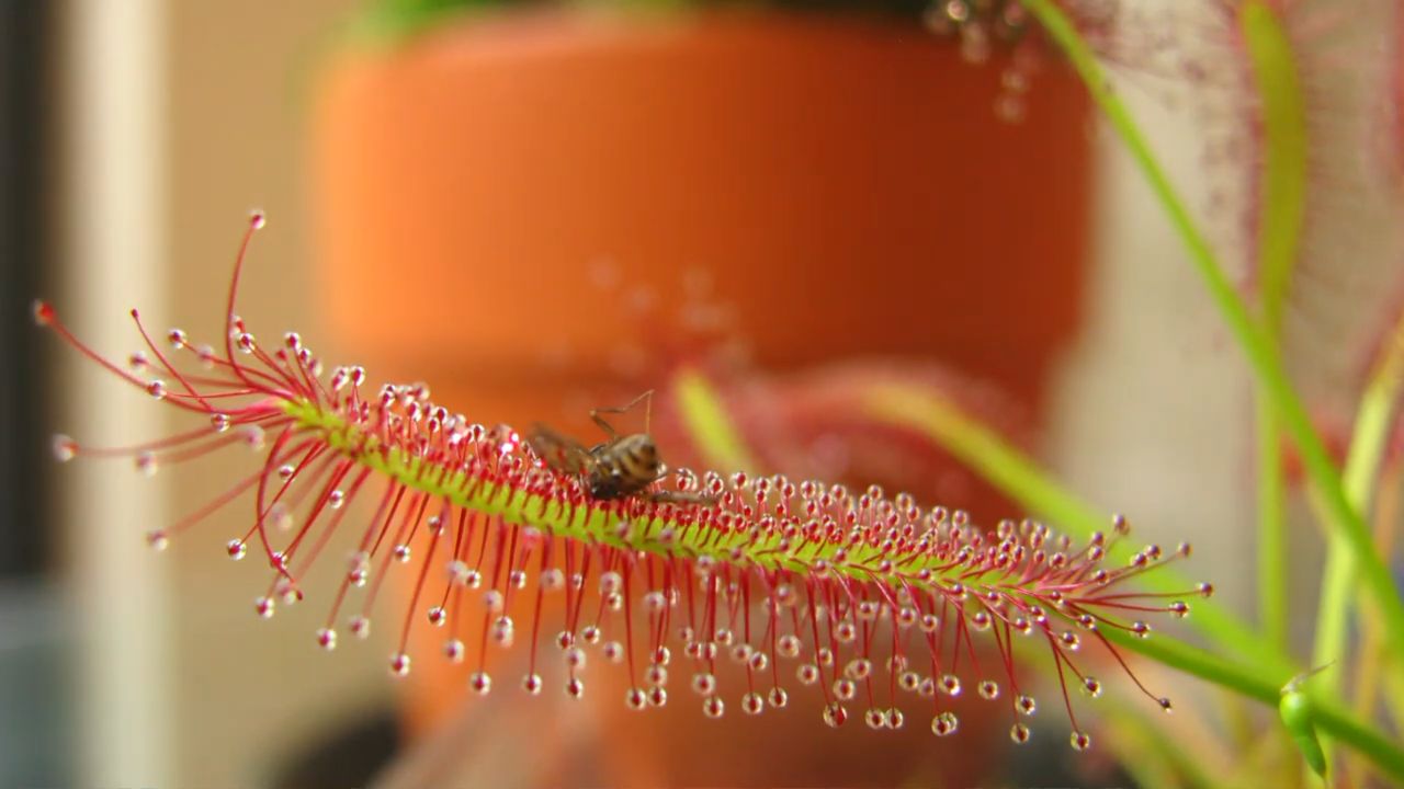 O mecanismo de captura da planta é simples. Suas folhas são cobertas por pequenos pêlos glandulares que produzem gotículas de uma substância pegajosa e adocicada, irresistível para insetos pequenos. Ao pousar em busca de alimento, os mosquitinhos ficam imobilizados imediatamente, sem chance de escapar. Com o tempo, a folha se curva lentamente ao redor da presa para absorver os nutrientes, concluindo o processo de forma silenciosa e completamente natural.
