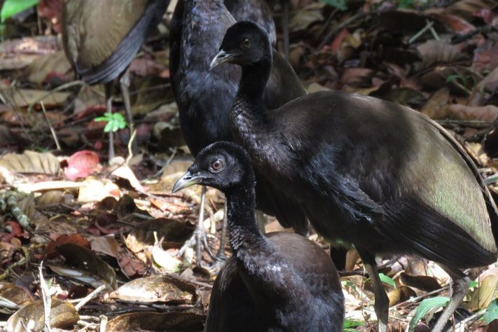 Jacamim, ave que utiliza vocalizações estridentes e comportamento territorial para atuar como cão de guarda nas comunidades da Amazônia | Sidnei Dantas/iNaturalist