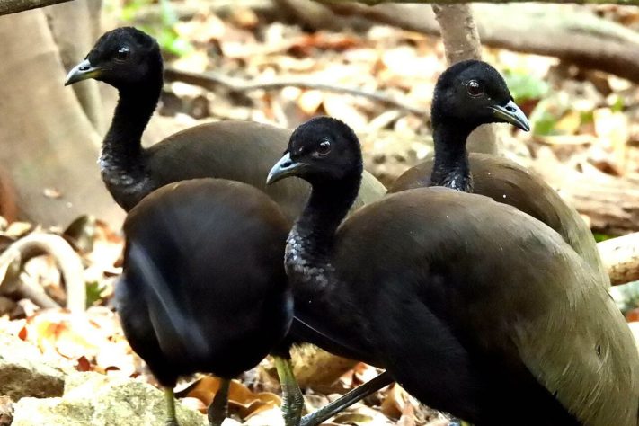 Jacamim, ave que utiliza vocalizações estridentes e comportamento territorial para atuar como cão de guarda nas comunidades da Amazônia | Sidnei Dantas/iNaturalist