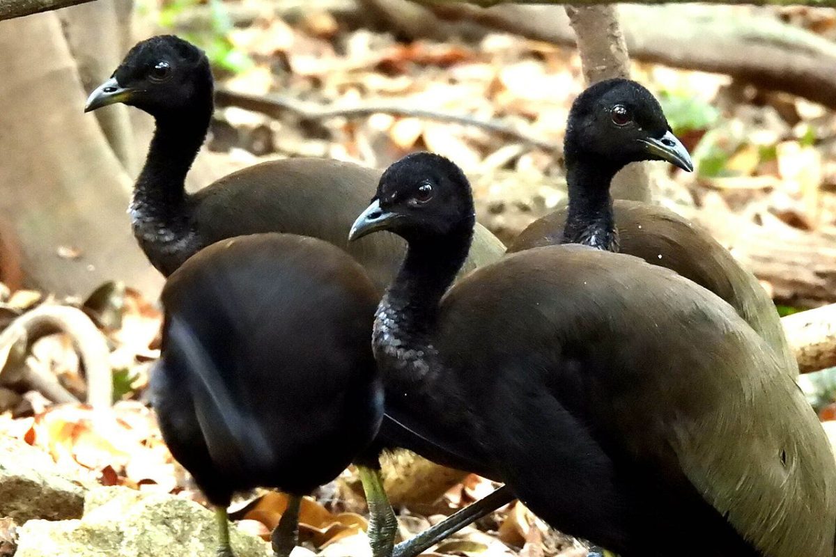 Jacamim, ave que utiliza vocalizações estridentes e comportamento territorial para atuar como cão de guarda nas comunidades da Amazônia | Sidnei Dantas/iNaturalist