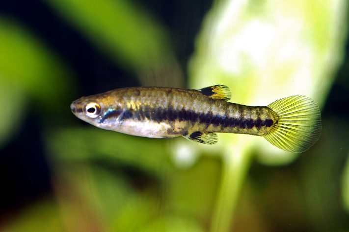 Espécie de peixe conhecida por se reproduzir apenas por fêmeas, molinésia-amazona | Flickr - Brian Gratwicke