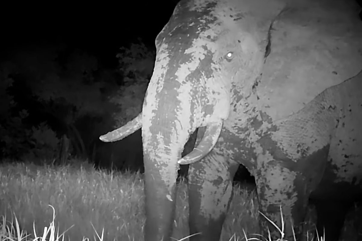 O levantamento também complementa pesquisas anteriores realizadas na região, incluindo estudos que registraram o chamado “elefante fantasma”, adaptado ao ambiente isolado do planalto. Esses animais receberam esse apelido por serem extremamente difíceis de observar na natureza, o que contribuiu para que permanecessem pouco conhecidos por anos.
