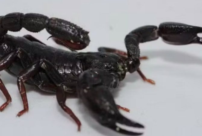 Veneno que pode virar remédio: escorpião da Amazônia surpreende cientistas em pesquisa contra o câncer de mama