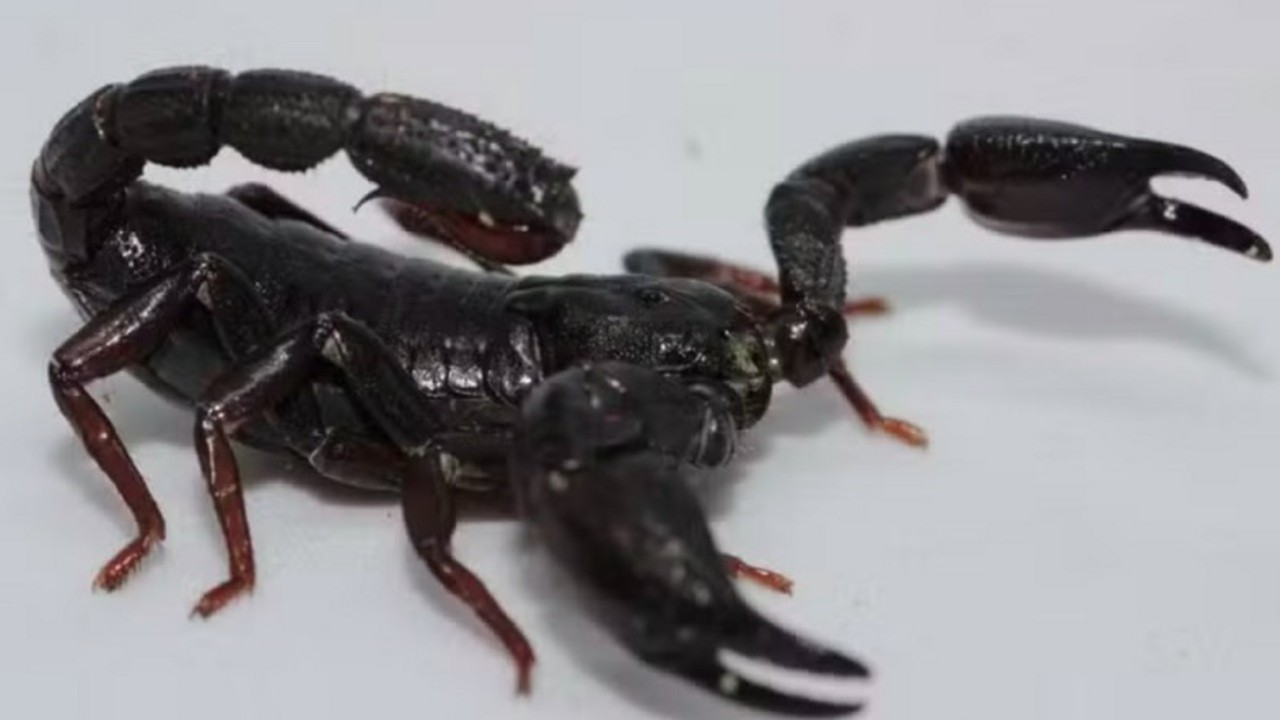 Pesquisadores brasileiros identificaram no veneno do escorpião Brotheas amazonicus, encontrado na Amazônia, uma molécula com potencial para auxiliar no desenvolvimento de novos tratamentos contra o câncer de mama. O estudo é conduzido pela Faculdade de Ciências Farmacêuticas de Ribeirão Preto da USP, em colaboração com o Inpa e a UEA. -  (crédito: Escorpião da Amazônia - Pedro Ferreira Bisneto/iNaturalist)
