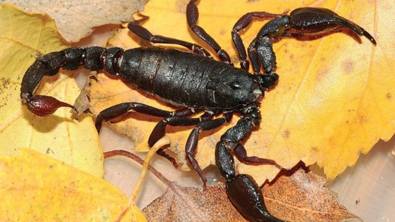 O veneno do Brotheas amazonicus apresenta baixa toxicidade para seres humanos, diferentemente do de algumas espécies brasileiras de maior importância médica. Suas toxinas estão relacionadas principalmente à captura e imobilização de pequenas presas. Ainda assim, uma picada pode provocar dor e outros sintomas locais.