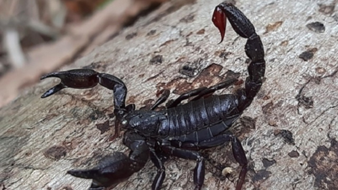 Como outros escorpiões, o Brotheas amazonicus possui quatro pares de patas e pedipalpos que terminam em pinças. Na extremidade da cauda fica o télson, estrutura que abriga as glândulas produtoras de veneno e termina no ferrão usado para inoculá-lo.