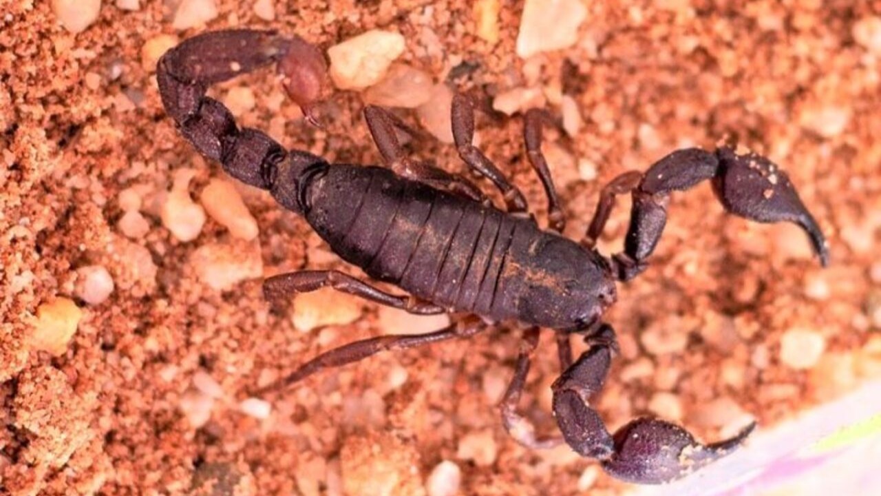 O Brotheas amazonicus é um escorpião da família Chactidae encontrado na região amazônica e ainda pouco estudado em comparação com espécies de maior importância médica no Brasil. Seu veneno passou a despertar interesse científico pela presença de moléculas bioativas com potencial para aplicações na medicina.