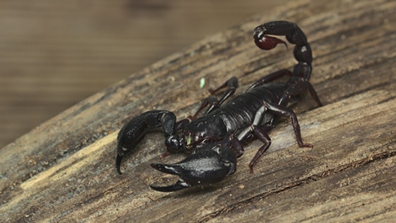 Como ocorre com muitos escorpiões, o Brotheas amazonicus tende a permanecer escondido durante o dia e apresentar maior atividade à noite. Abrigos naturais, como troncos, folhas e outros materiais no solo da floresta, oferecem proteção, enquanto pequenos invertebrados fazem parte da alimentação dos escorpiões.