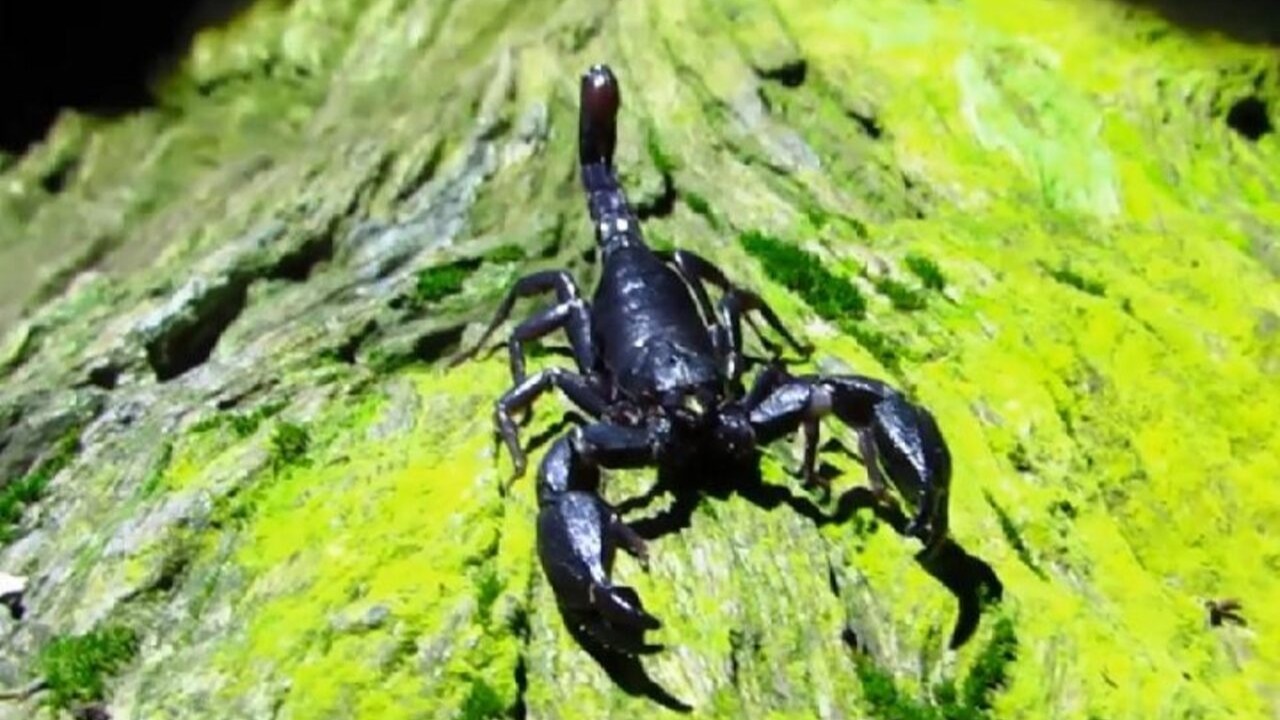 Como predador de pequenos invertebrados, o Brotheas amazonicus participa da cadeia alimentar dos ambientes amazônicos em que vive. Ao consumir insetos e outras presas, integra as relações ecológicas da floresta e, ao mesmo tempo, pode servir de alimento para outros animais.