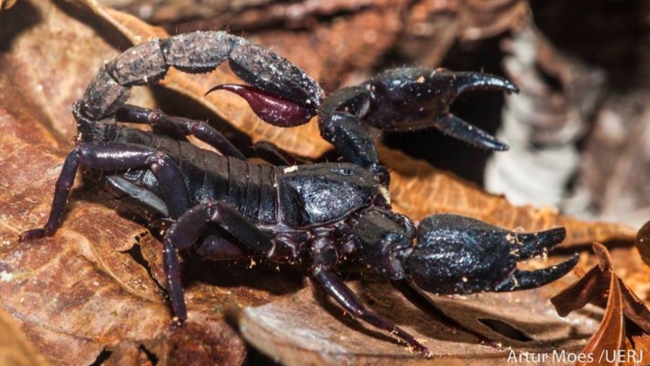 Diferentemente de escorpiões de maior importância médica, o Brotheas amazonicus possui veneno de baixa toxicidade para seres humanos, com acidentes associados principalmente a sintomas locais leves. Na natureza, suas toxinas ajudam a imobilizar pequenas presas, especialmente insetos, facilitando sua captura.