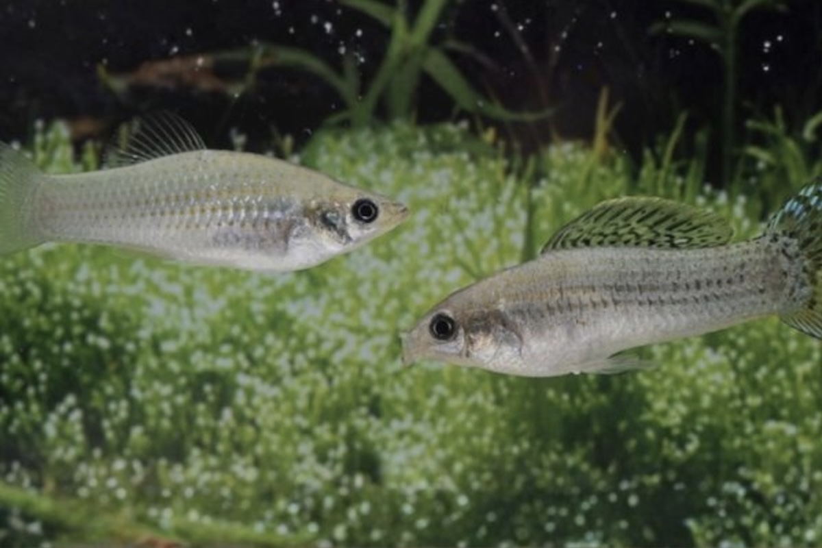 Espécie de peixe conhecida por se reproduzir apenas por fêmeas, molinésia-amazona - Divulgação/Universität Würzburg