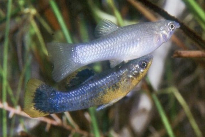 Espécie de peixe conhecida por se reproduzir apenas por fêmeas, molinésia-amazona - Reprodução @juanmiguelartigasazas