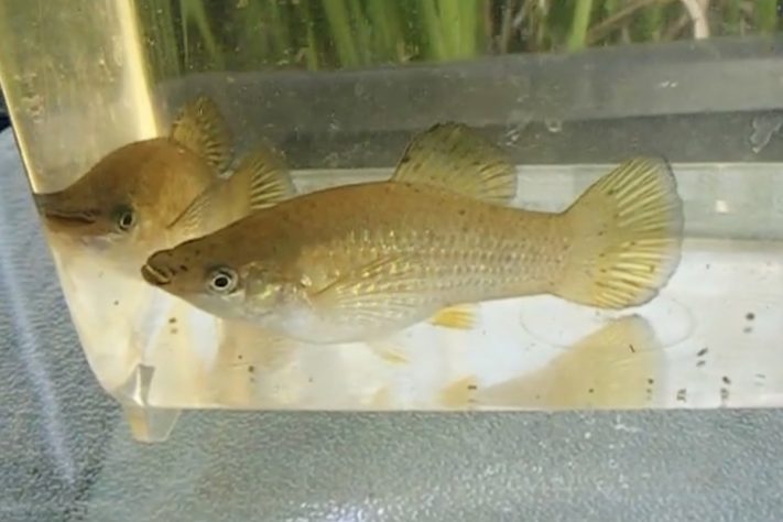 Espécie de peixe conhecida por se reproduzir apenas por fêmeas, molinésia-amazona – Reprodução