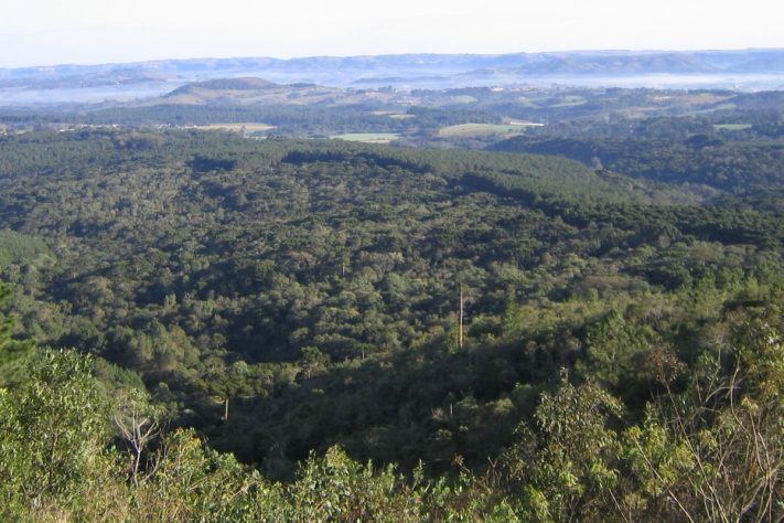 Floresta Nacional de Piraí do Sul – Domínio Público