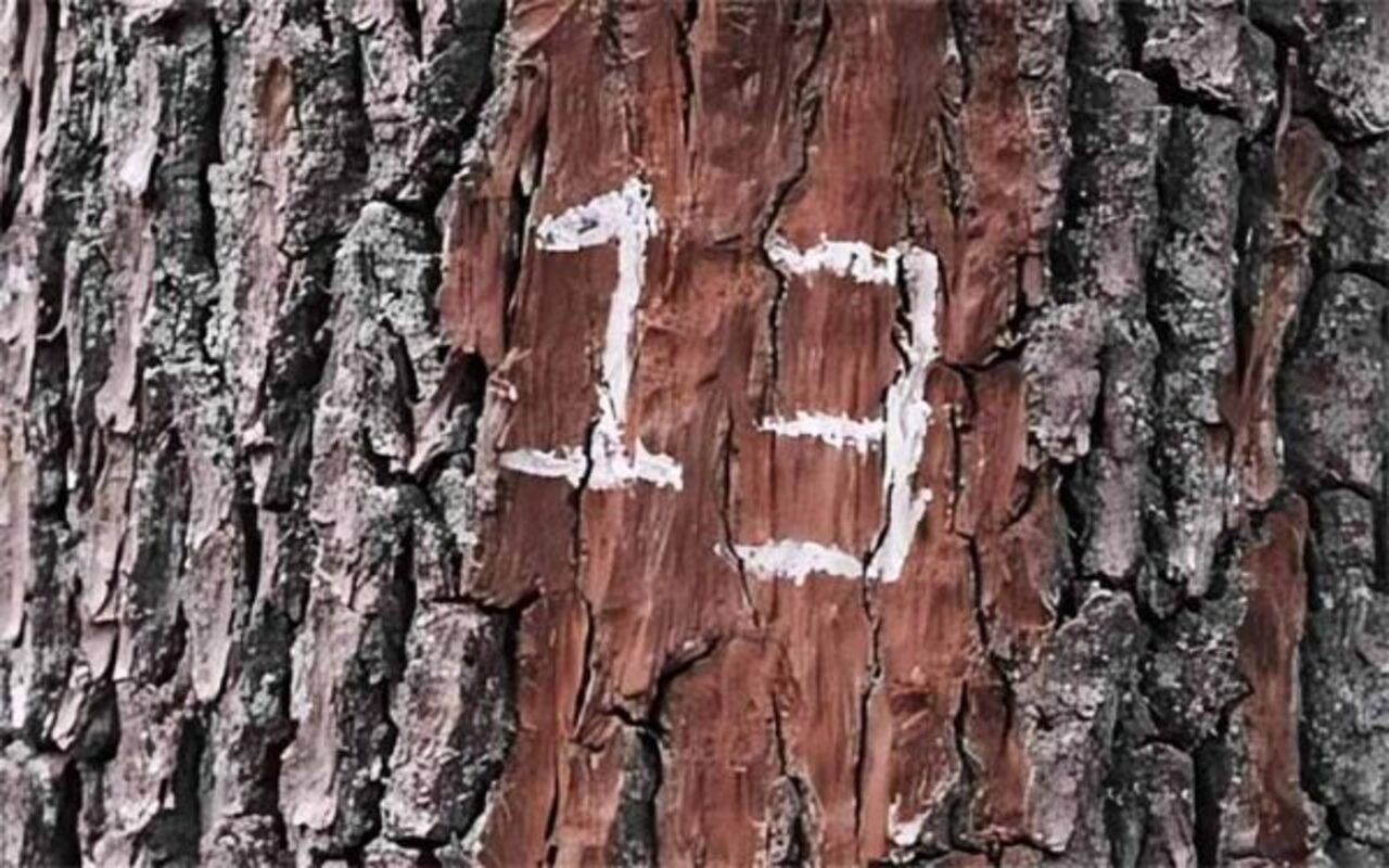 Triscaidecafobia - Medo irracional do número 13, frequentemente associado a crenças de azar ou mau presságio. Esse temor pode influenciar decisões cotidianas, como evitar datas, andares ou números ligados ao 13.